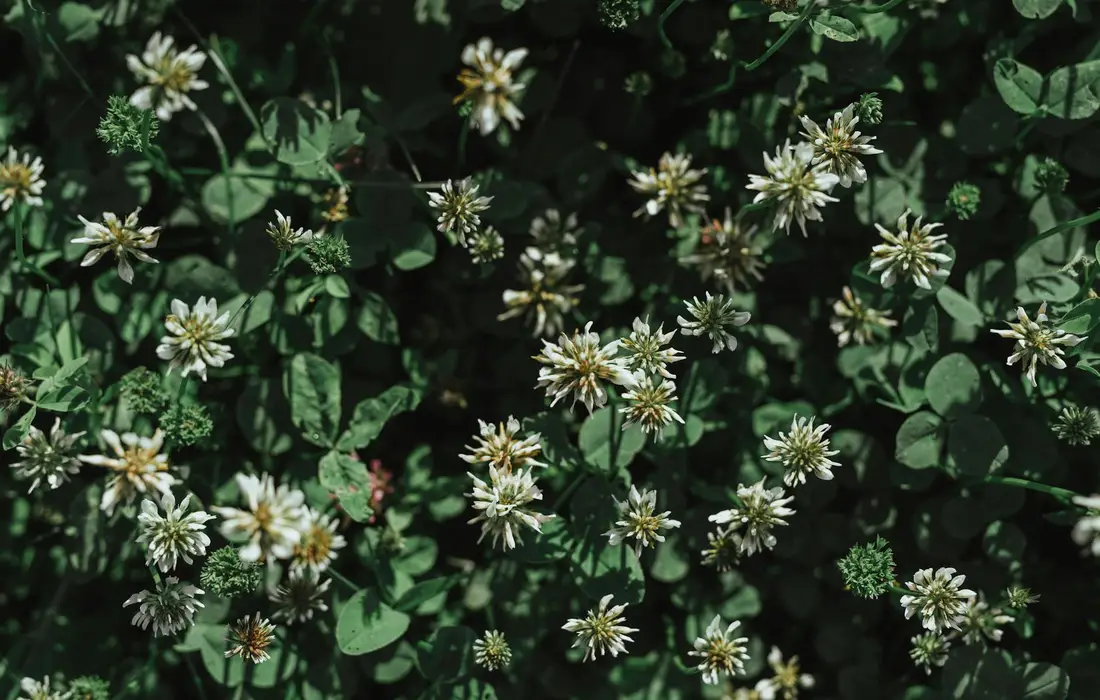 Close-up of small white star-shaped flowers on dense green foliage (clover-like plants).