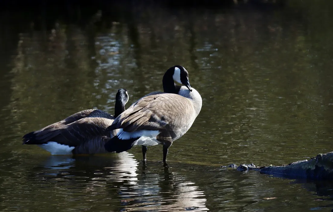 Two Canada geese wading in a calm pond, foraging at the water's edge