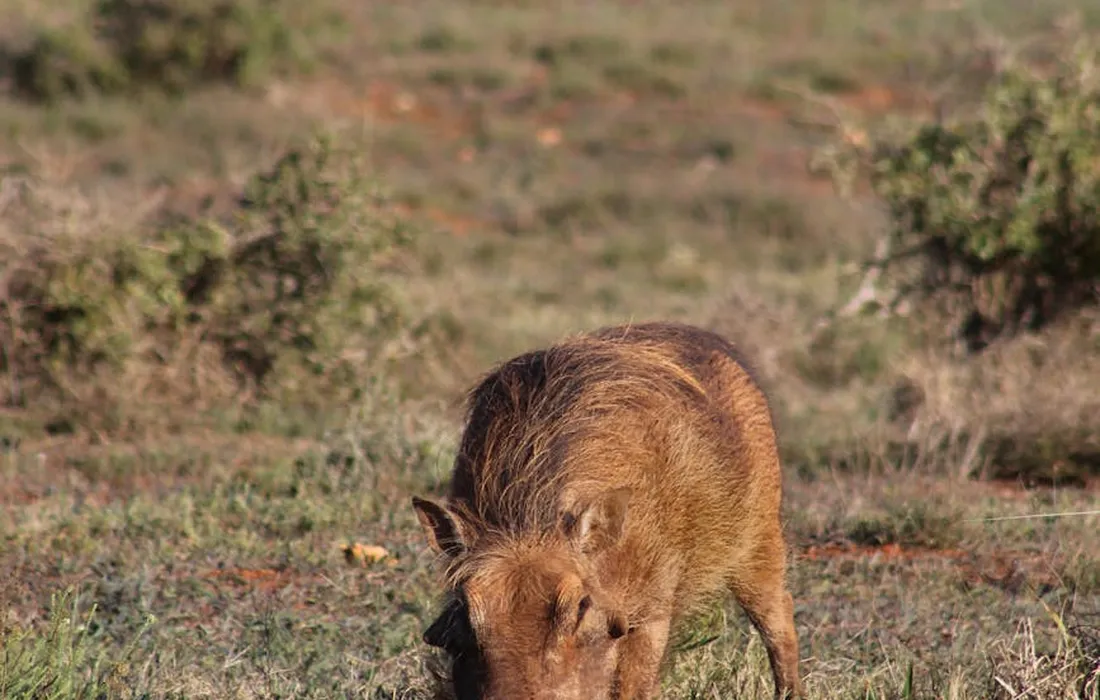 A pig foraging in a grassy field