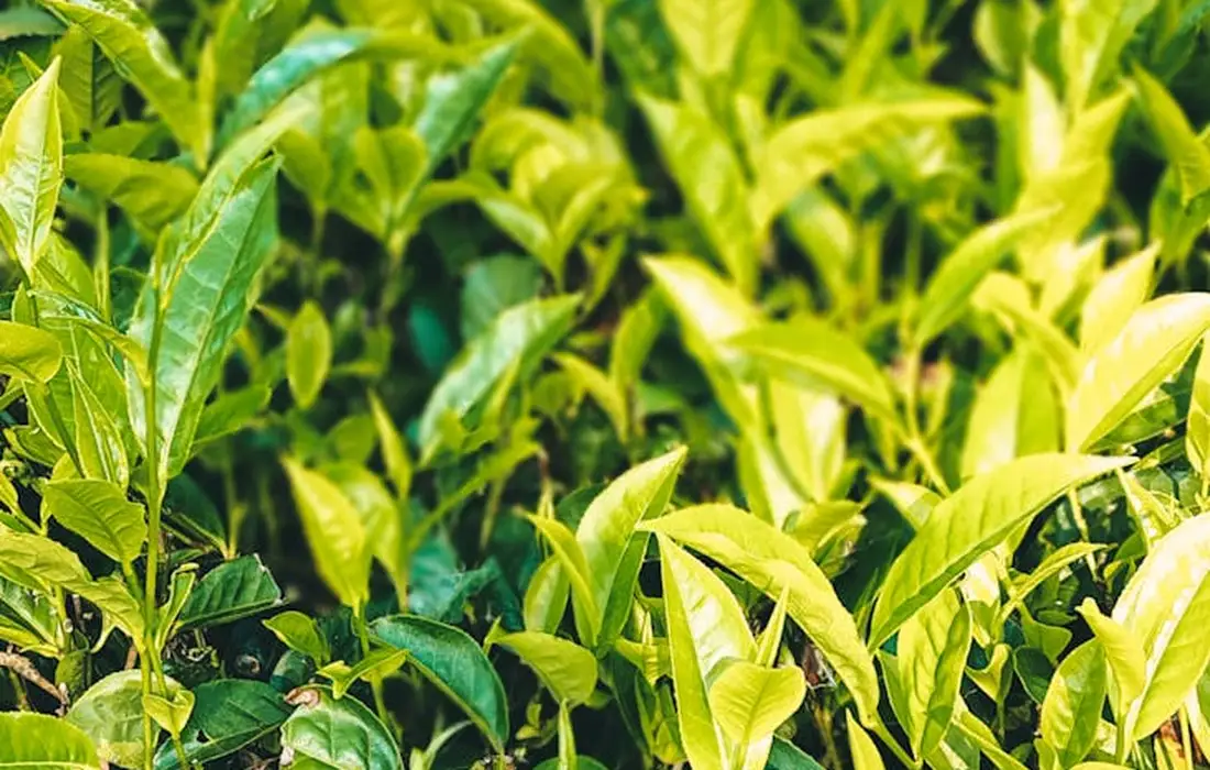 Close-up of vibrant green and yellow leaves on a dense plant, suggesting a natural foraging scene for rabbits