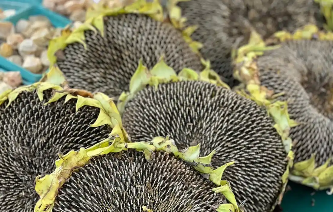 Close-up of several sunflower heads with dense, dark seeds and bright yellow-green bracts, resting on a farmyard surface.