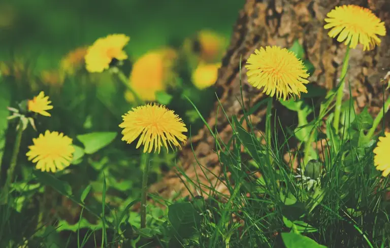 Clusters of bright yellow dandelion flowers in a green garden near a tree trunk.
